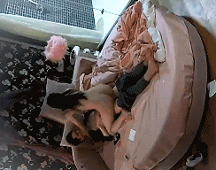 酒店偷拍学生情侣开房 一周才能见一次 总是让女生主动骑在上面 使劲的摇呀摇-老宋小屋