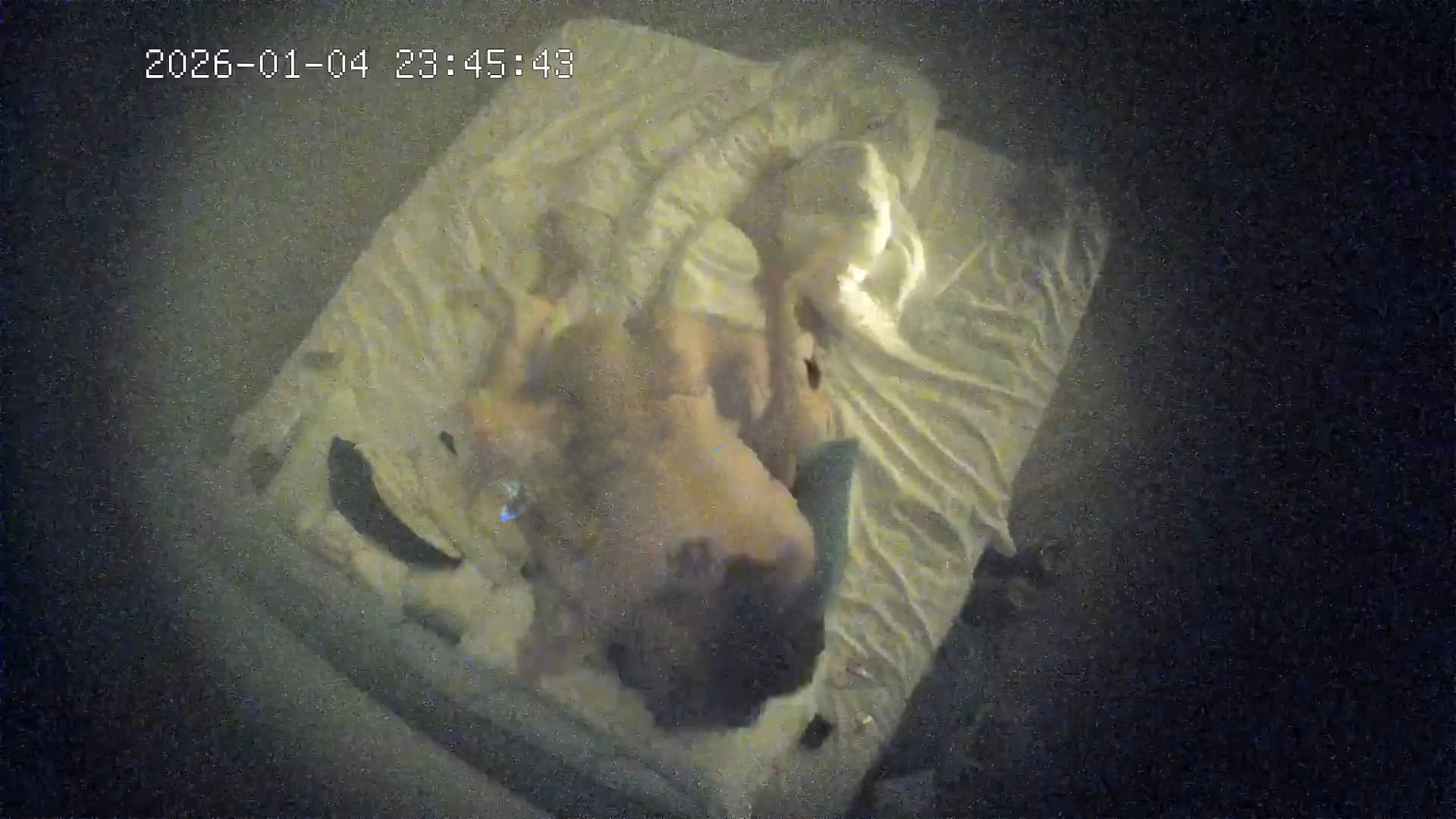 图片[4]-❤️20260105酒店针孔偷拍清纯学生妹在啪啪中自拍细节和男友一起欣赏-老宋小屋