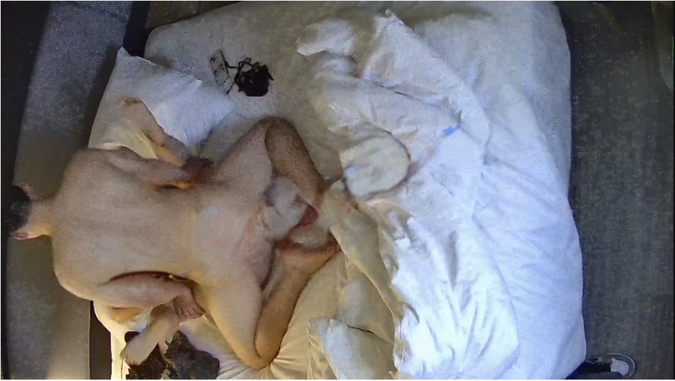 图片[4]-【酒店针孔偷拍】✅安防精品✅20260112✅肌肉男大战大奶妹第二部-老宋小屋