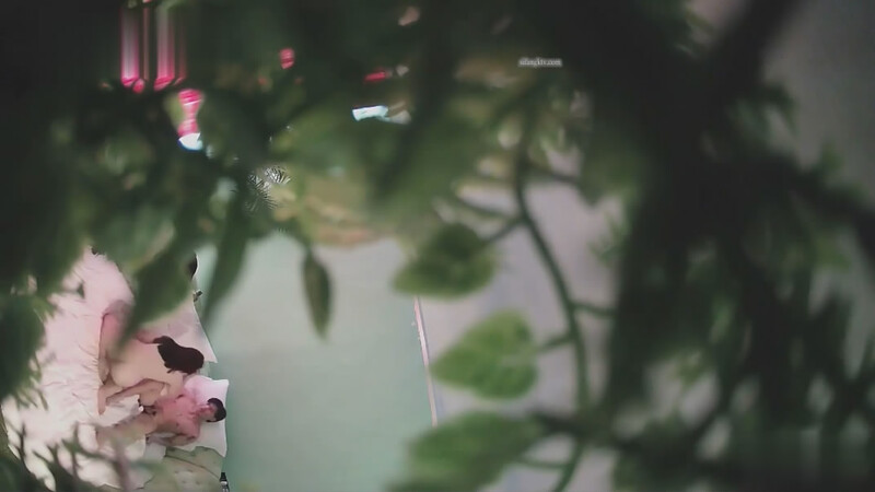 图片[6]-萤石云酒店绿叶房偷拍❤️年轻小伙搞少妇换上情趣内衣黑丝舔逼各样玩弄-老宋小屋