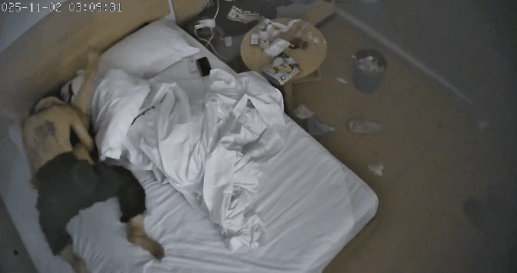 图片[2]-酒店偷拍高颜值女同大姨妈来了也要戴上假阳具满足性伴侣把她干的哇哇叫-老宋小屋