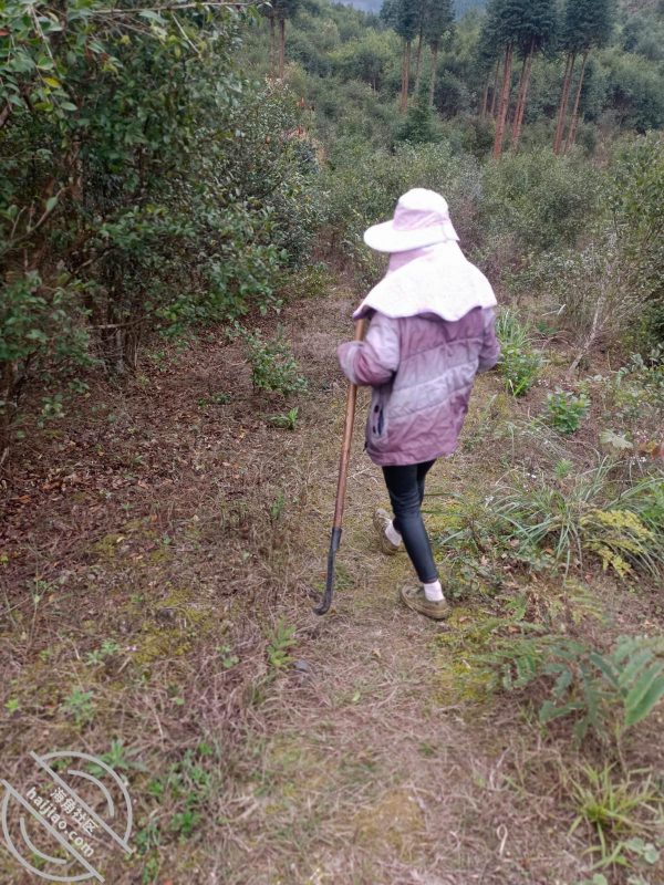 作者：南方母子 《(原创)我和妈妈39，和妈妈上山干活的第二天，野战成功拿下老妈》-老宋小屋