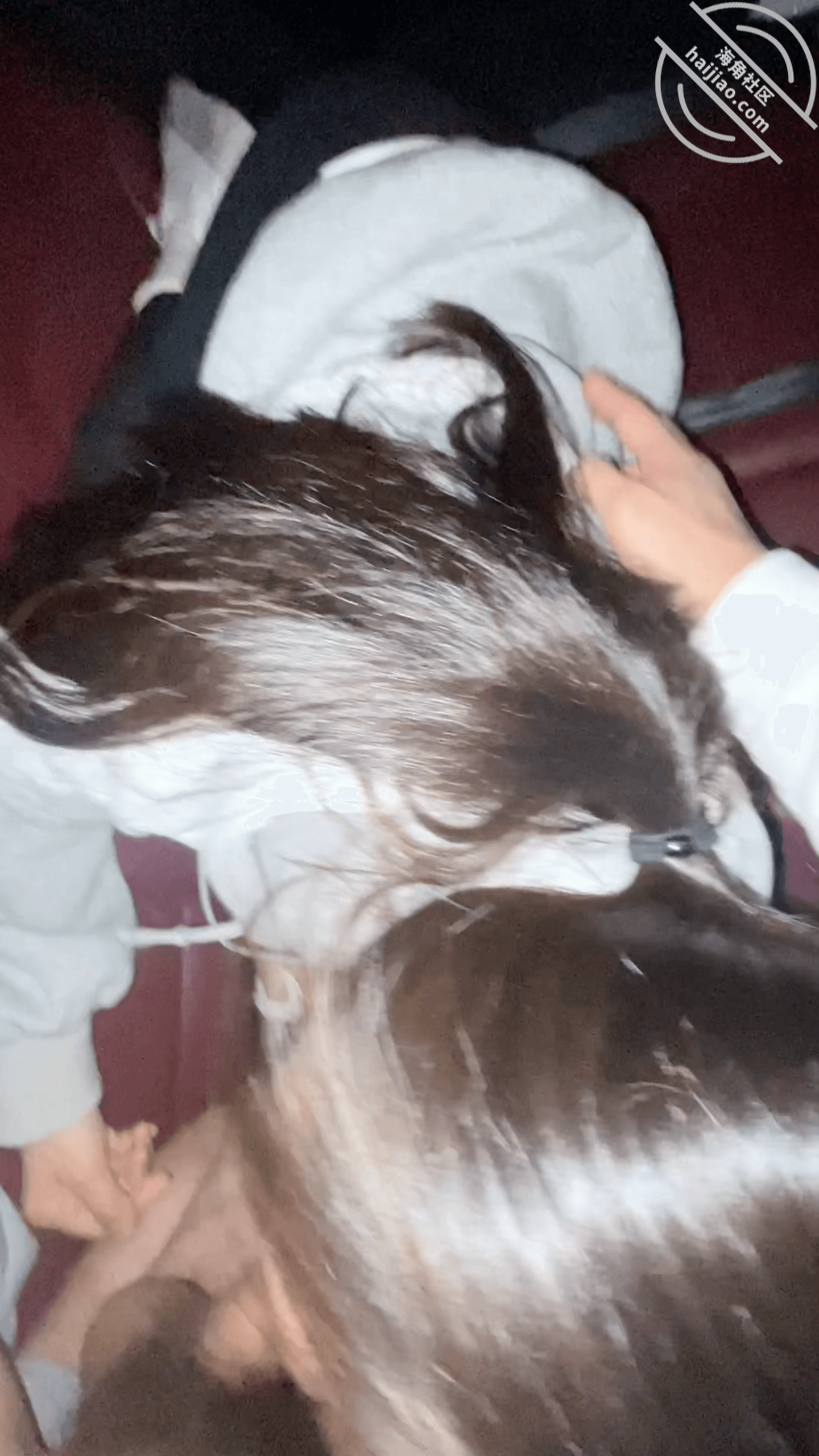 图片[2]-作者：我的母狗房东 《【原创视频】路边和母狗房东车震，做到一半强制拉出车外，骚穴全部射满》-老宋小屋