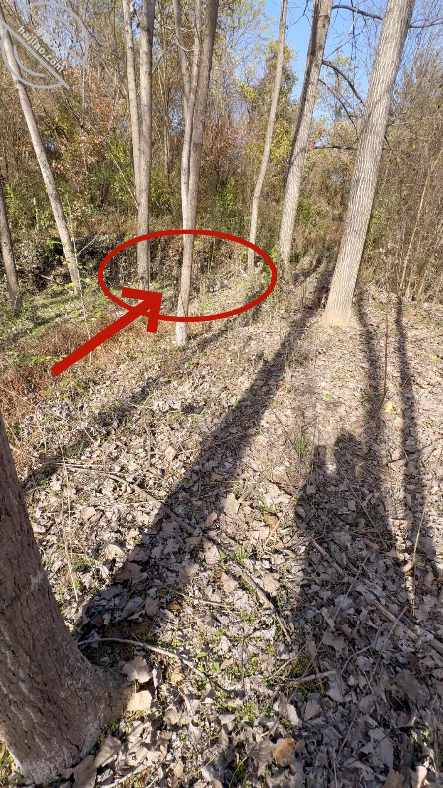 图片[4]-作者：会喷水的亲姐姐 《【恐怖乱伦】调教姐姐真空出门并马路边上做爱，爆操时一条大毒蛇突然窜出来了》-老宋小屋