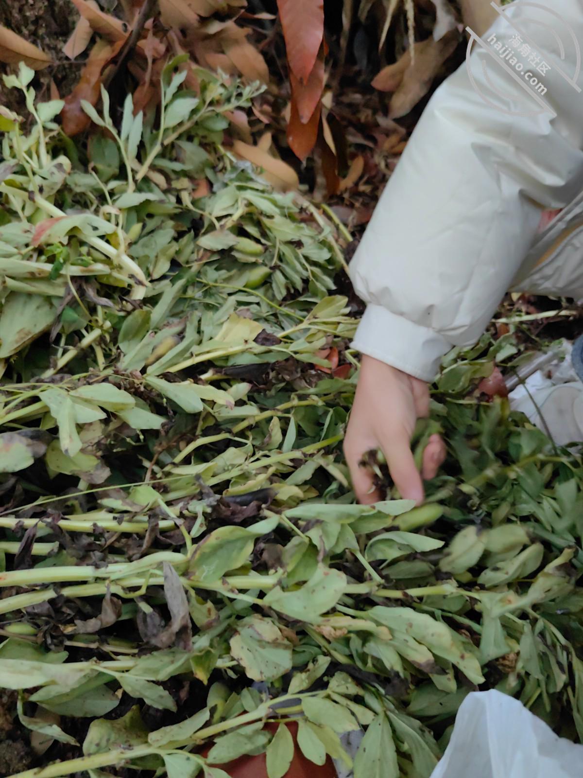 图片[4]-作者：乱伦淫声骚语 《146【海角原创】库存- 我狠狠打嫂子的屁股，对白很多，最后口爆吞精！》-老宋小屋